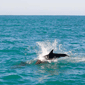 dofins kaikoura